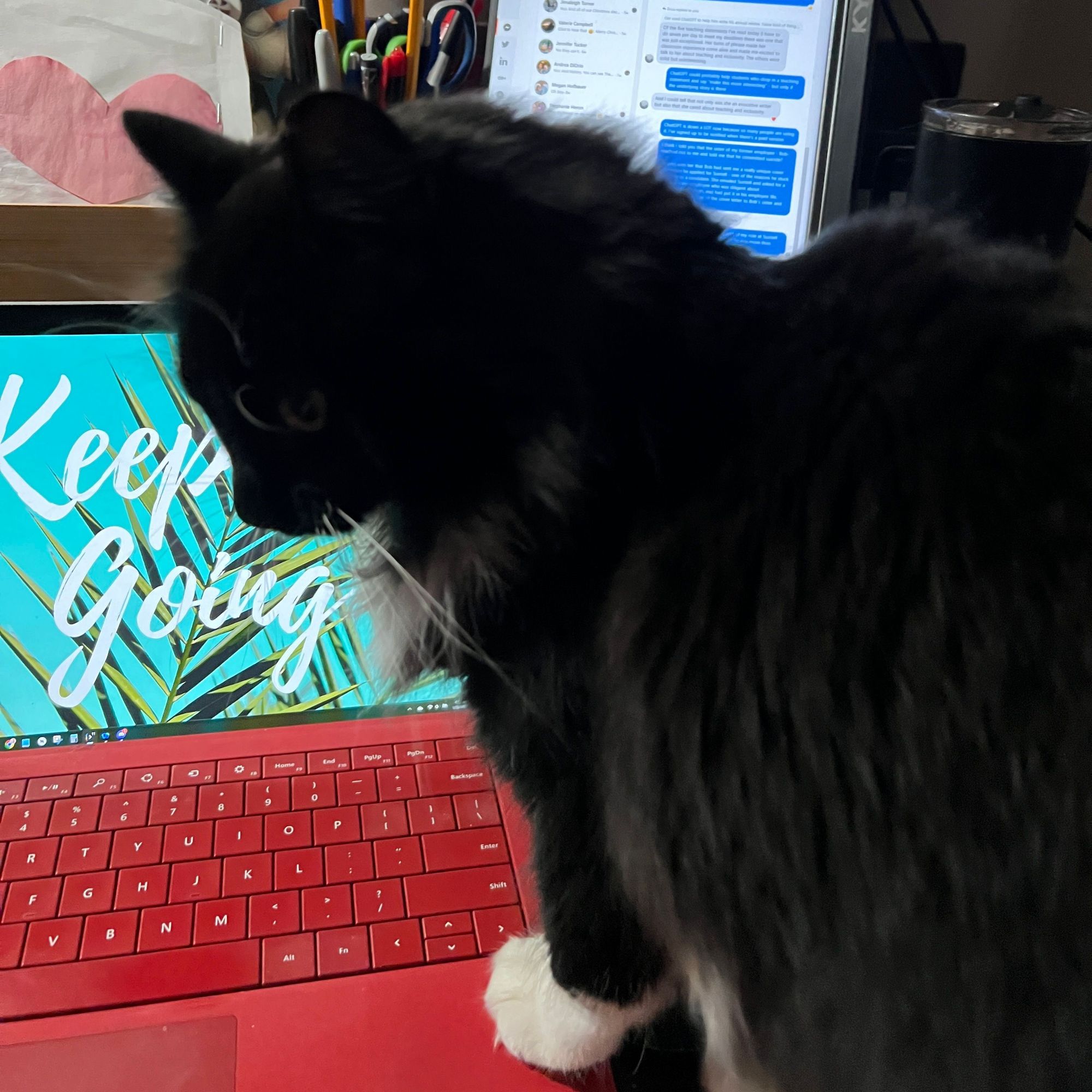 A black and white long-haired cat standing on a laptop