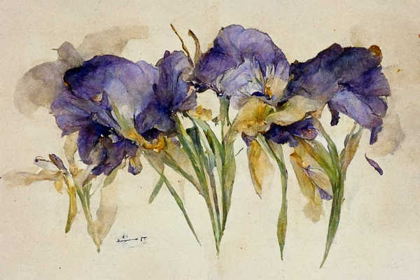 A bouquet of irises, watercolor